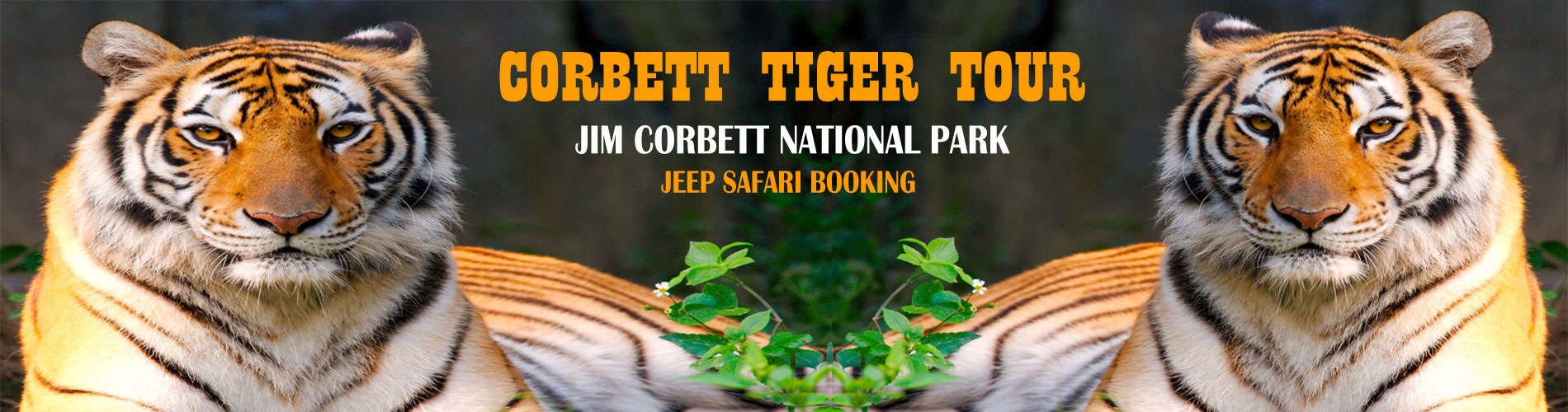 Corbett Tiger Tour