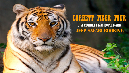 Corbett Tiger Tour