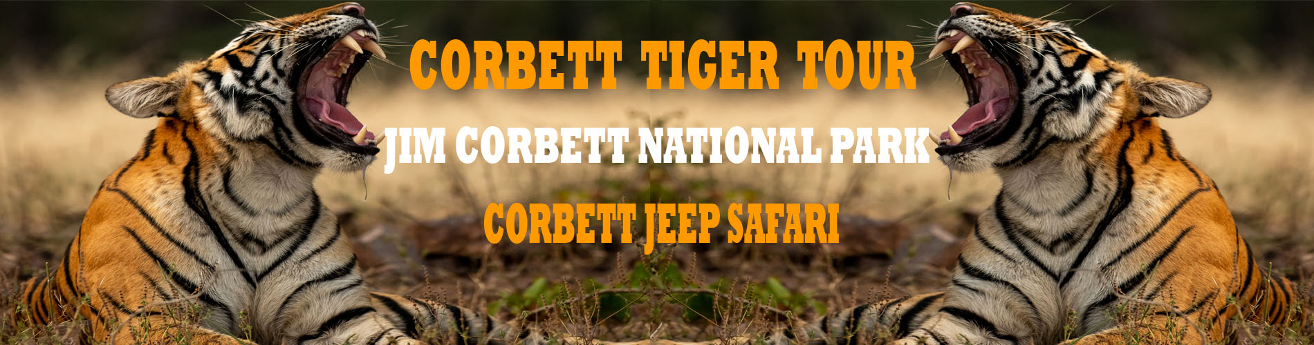 corbett tiger jeep safari
